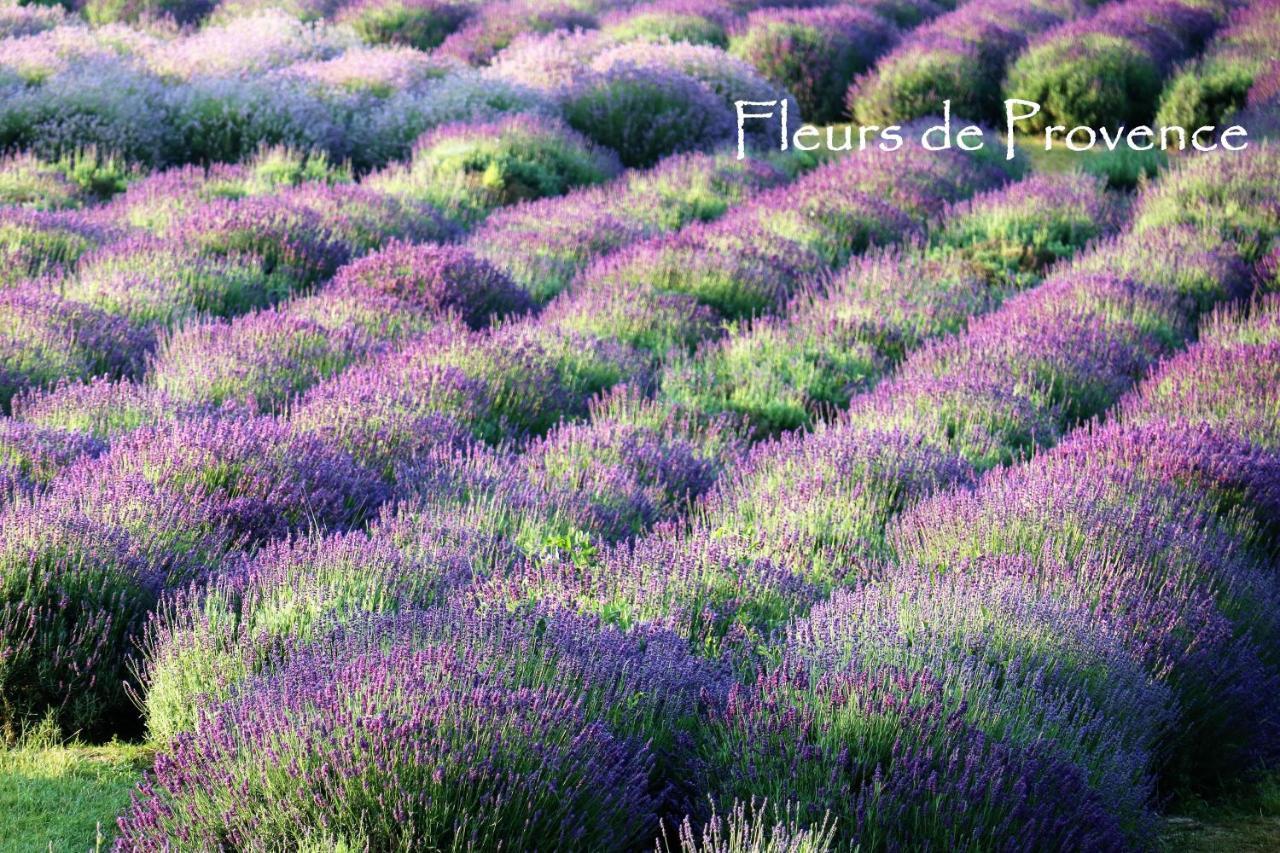 شقة Fleurs De Provence LʼIsle-sur-la-Sorgue المظهر الخارجي الصورة